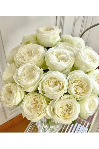 Hybrid tea rose Pure Blonde